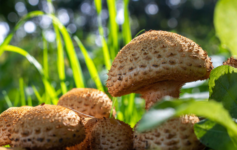 森林草丛中有大量可食用的野生蘑菇。