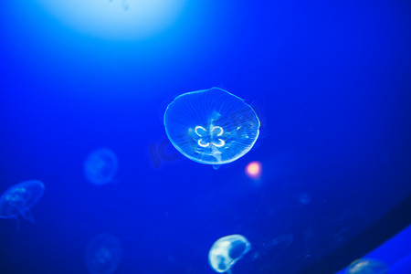透明的月亮水母在西班牙圣塞巴斯蒂安的深蓝色水中顺畅地游动