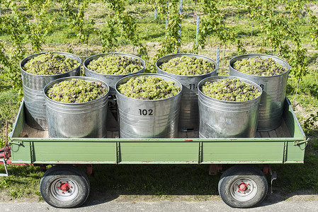 拖车上装满白葡萄的容器