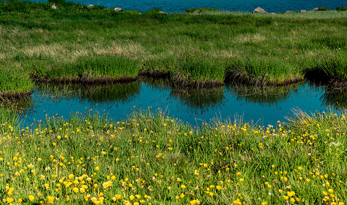 池摄影照片_池塘边绽放着美丽多彩的野花