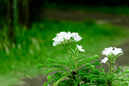 乳白色的塔加尔花卉植物。 