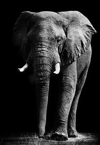 危险黑白摄影照片_艺术 黑白 大象