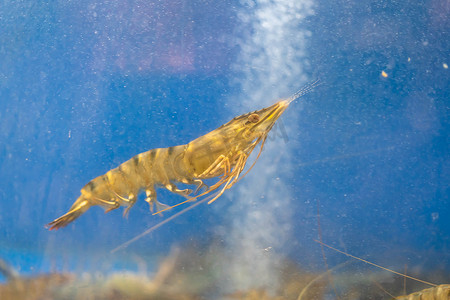 关闭鱼缸里的活河虾，泰国当地市场的水族馆鱼。