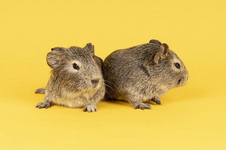 黄色背景中两只灰色的小豚鼠紧挨着
