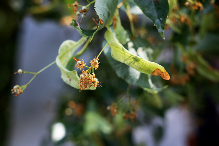 椴树摄影照片_绿叶树枝上的椴树种子