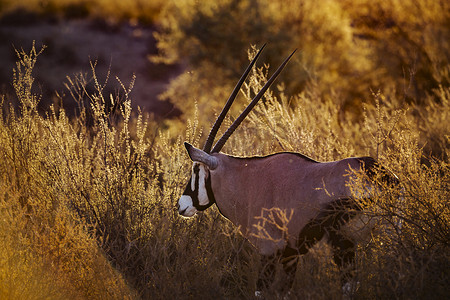 南非 Kgalagadi 跨境公园的南非大羚羊