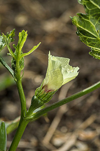 在农田的年轻秋葵植物 (Lady Finger)