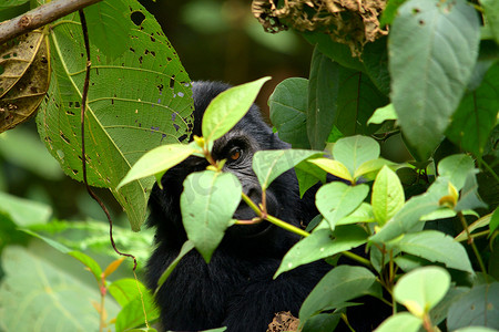 在 Bwindi 难以穿越的森林中吃树叶的山地大猩猩幼崽的特写