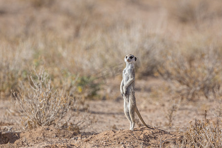 南非 Kgalagadi 跨境公园的猫鼬