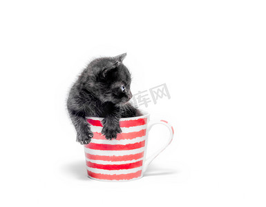 可爱的小黑猫坐在一个杯子里，被白色的背隔开