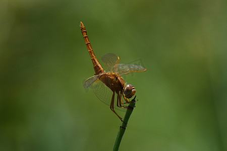 宽大的猩红色蜻蜓栖息的尾巴向上看 (Crocothemis erythraea)