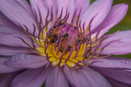 美丽的莲花和蜜蜂的顶视图，天然紫色莲花背景。