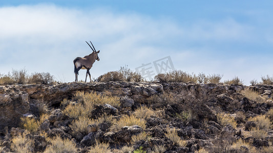 南非 Kgalagadi 跨境公园的南非大羚羊