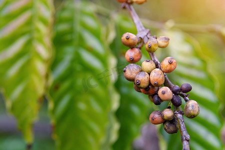 咖啡树咖啡豆摄影照片_咖啡豆成熟，咖啡树上的新鲜咖啡豆