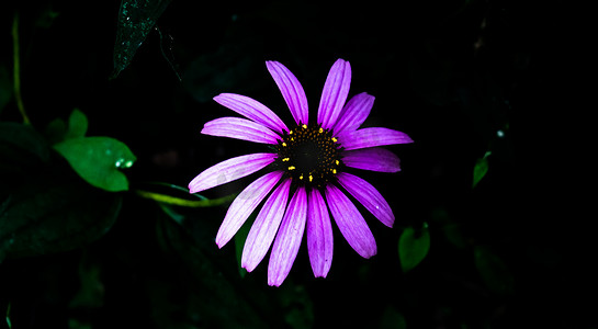 深绿色背景和一些湿叶的紫锥菊花的高对比度照片。