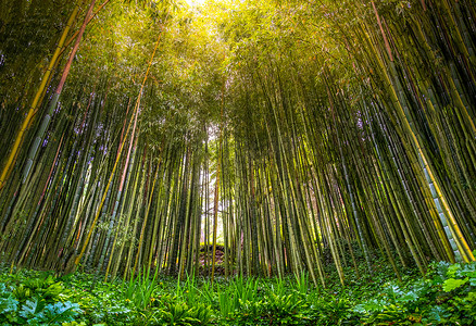 茂密的竹子禅林森林阳光透过禅林中的树木