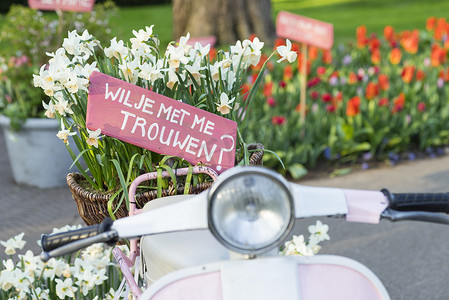 滑板车上一篮水仙花上的粉红色标语写着“你愿意嫁给我吗？”