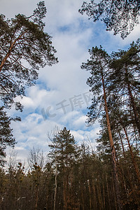 蓝灰蓝灰摄影照片_在蓝灰色冬天天空背景的风景松枝与云彩