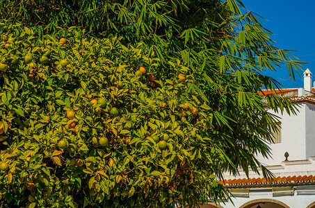 有果子和绿叶的橙树，自然生长的橙子，健康饮食