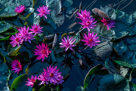 泰国乡村池塘中带绿色荷叶的粉红色莲花。