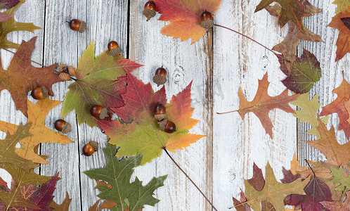 质朴的白色木板上的季节性秋叶和橡子