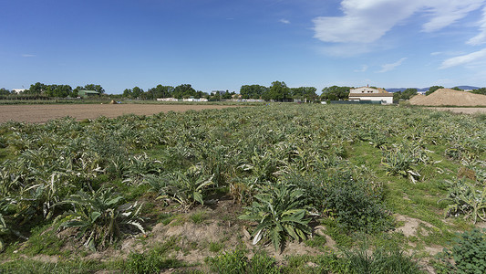 巴塞罗那郊区一个农场的朝鲜蓟种植园。