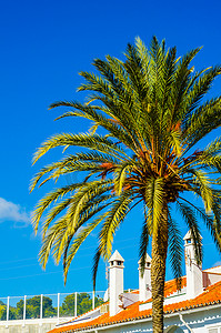 海滩上美丽的棕榈树，异国情调的植物象征着假期，炎热的一天，大叶子