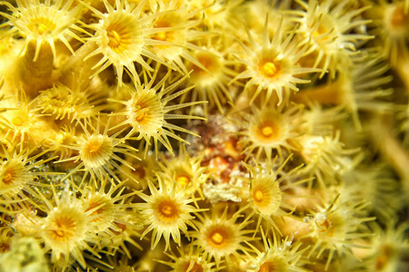 黄色结壳海葵，Cabo Cope Puntas del Canegre 自然公园，西班牙