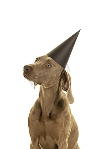 狗头摄影照片_滑稽可爱的威玛小狗头戴着派对帽，看着被白色隔离的相机