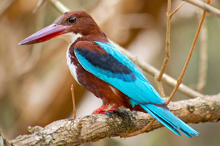 白喉翠鸟，威尔帕图国家公园，斯里兰卡