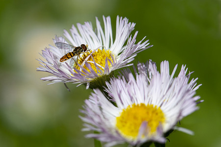 美国简介摄影照片_Hoverfly on Wildflower 简介