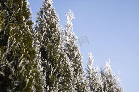 金钟柏树的绿叶在柔和的阳光下覆盖着霜。