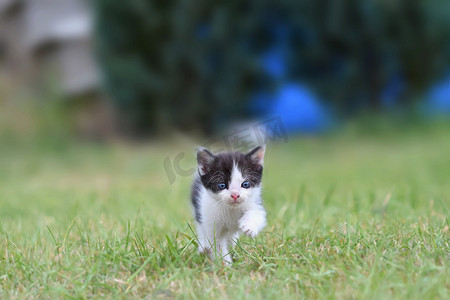 美丽的小猫，蓝眼睛。