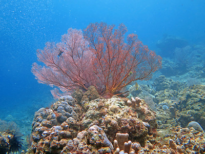 繁荣的珊瑚礁充满海洋生物和鱼群，巴厘岛