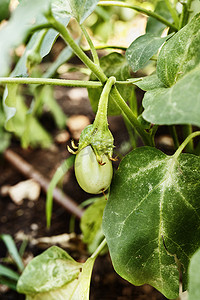 充足的营养摄影照片_花园里未成熟的茄子