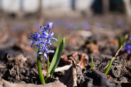 春天花园里的蓝铃花关闭。