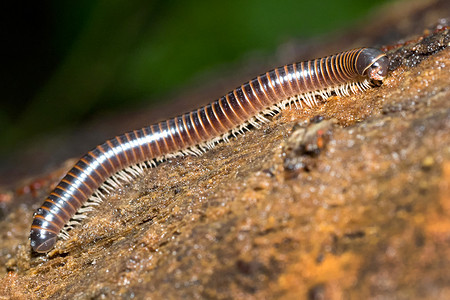 千足虫，Marino Ballena 国家公园，哥斯达黎加