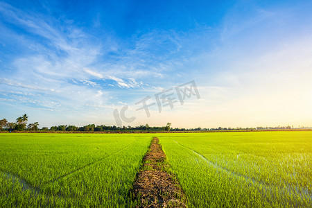 森林夕阳摄影照片_美丽的绿色玉米田有夕阳的天空背景。