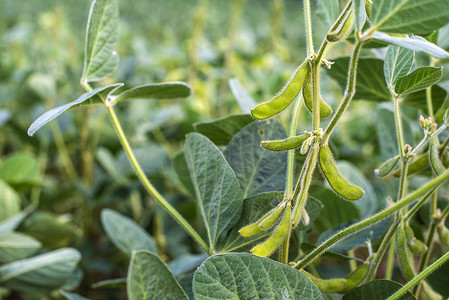 蔬菜豆子摄影照片_毛豆大豆种植园。