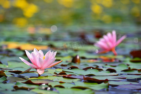 美丽开花的粉红色睡莲-小湖花园里的莲花。