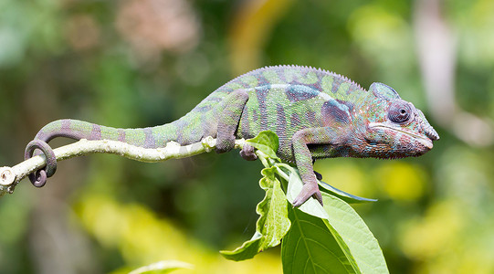 黑豹变色龙 Furcifer pardalis，肖像