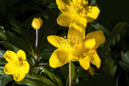 阳光照亮的黄色第一朵春天的花朵。