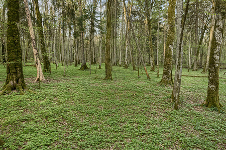 波兰比亚沃韦扎原始森林的美丽景色