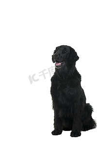 背景可爱平面摄影照片_白色背景中孤立坐下的平面涂层猎犬的肖像
