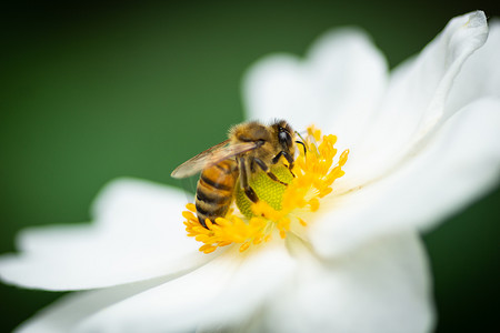 蜜蜂（ apis mellifera ）在一种不受毒虫吡虫啉影响的白海葵的花头上近距离寻找蜂蜜