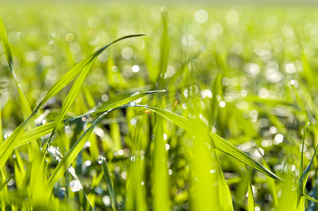 绿草近距离与水滴