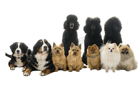 一组或一组十只狗坐着和躺着看着从前面看到的相机，其中有国王贵宾犬、伯恩山犬、诺威奇梗犬和白色背景中突显的波美拉犬