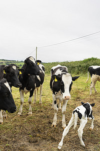 英国乡村草地上的牛