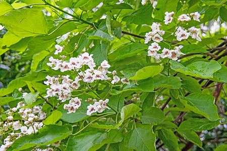 花朵背景摄影照片_梓树和白花绿叶