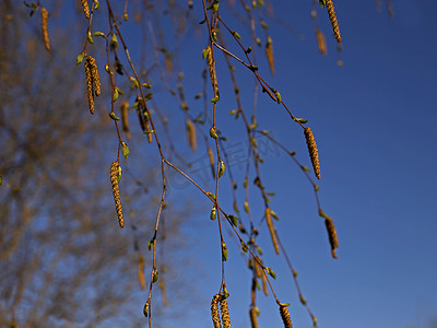 白桦树枝上有年轻的绿叶和棕色的花序，映衬着蓝天